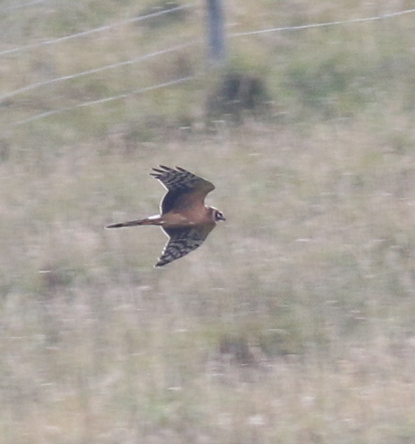 Pallid Harrier