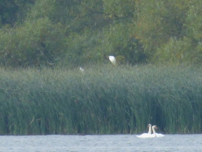 Great White Egret
