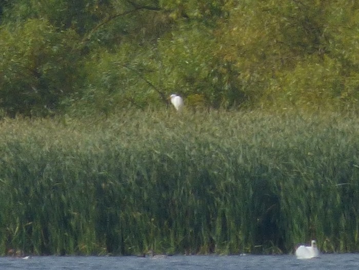 Great White Egret