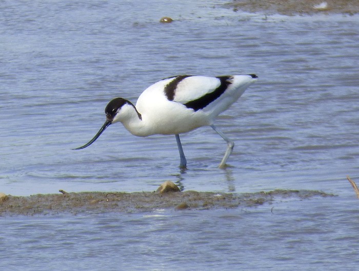 Avocet