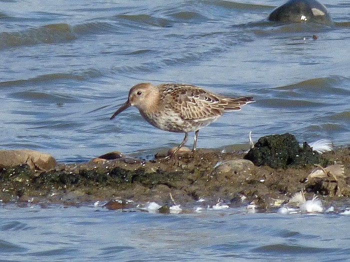 Dunlin