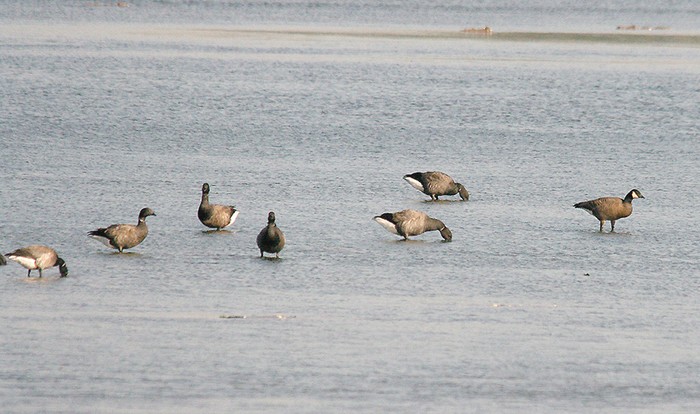 Ridgway's Cackling Goose