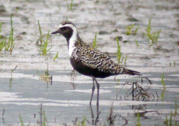 American Golden Plover