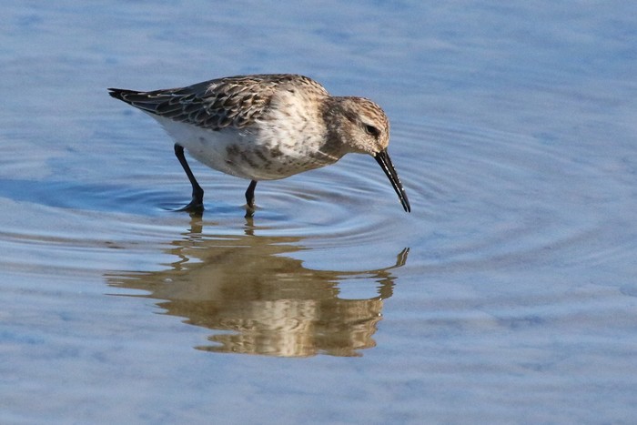 Dunlin 