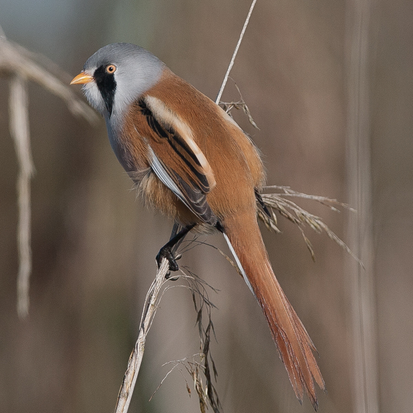 Bearded Tit
