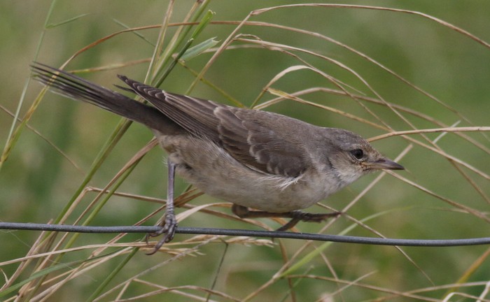 Barred Warbler
