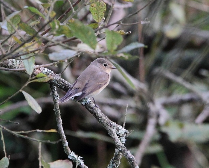 Red-breasted Flycatcher