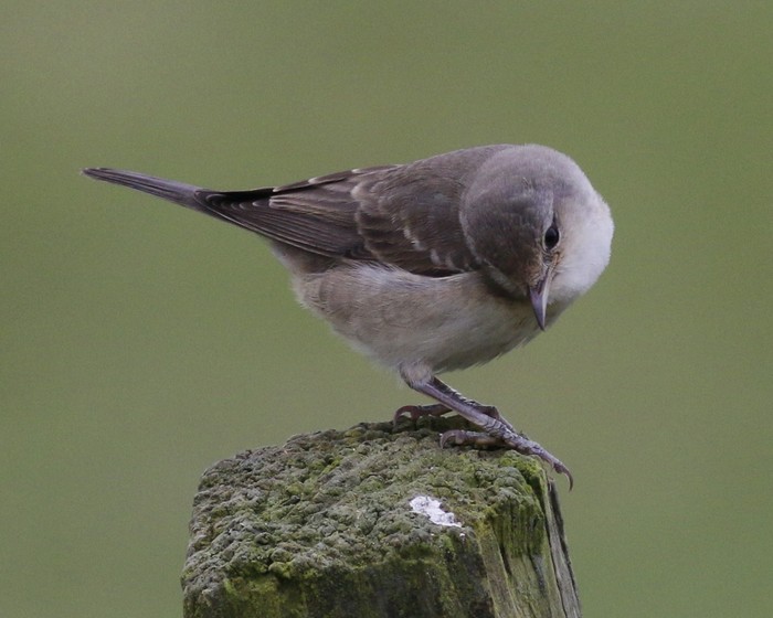 Barred Warbler