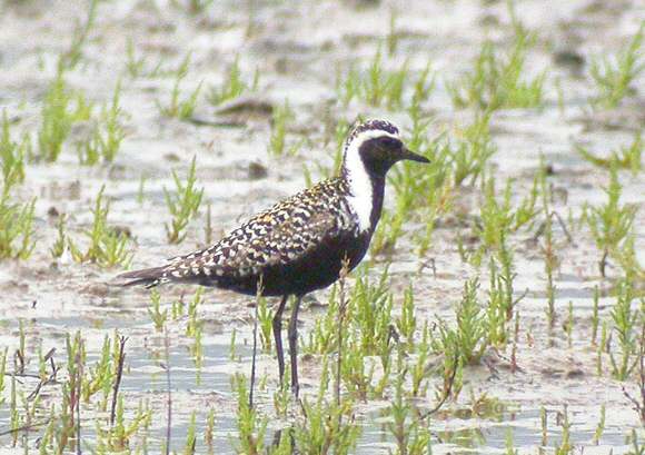 American Golden Plover