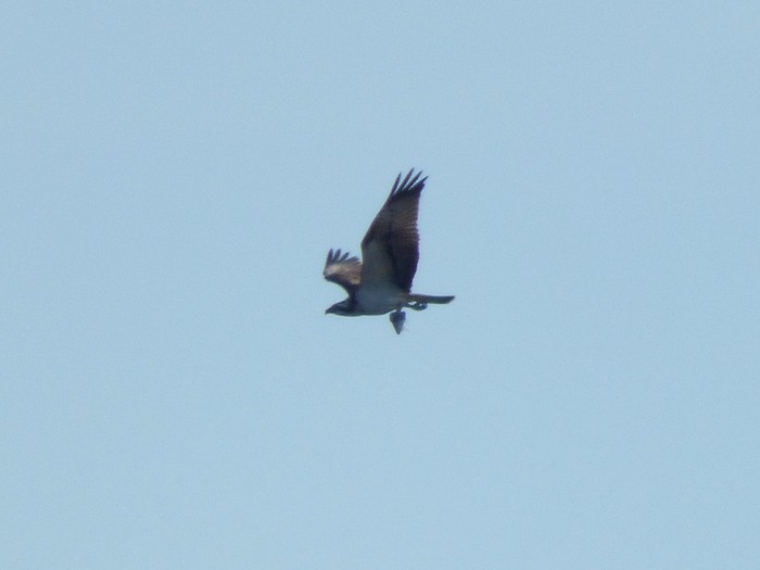 Osprey