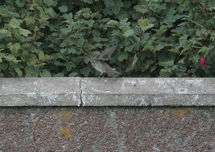 Grey-cheeked Thrush