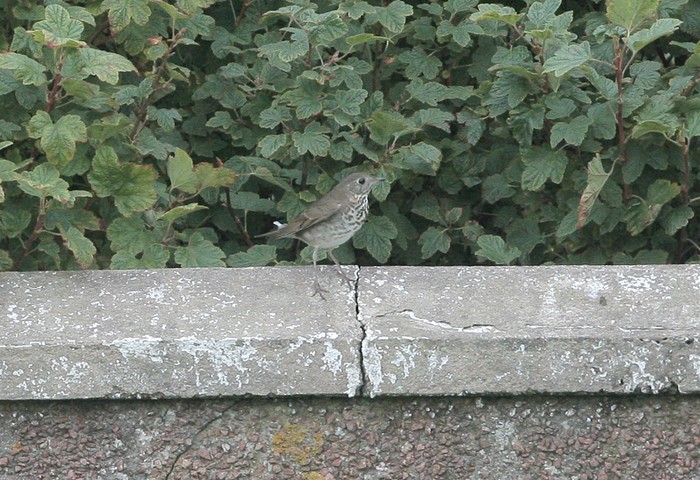 Grey-cheeked Thrush