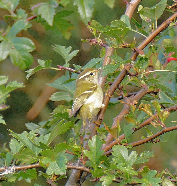 Yellow-browed Warbler