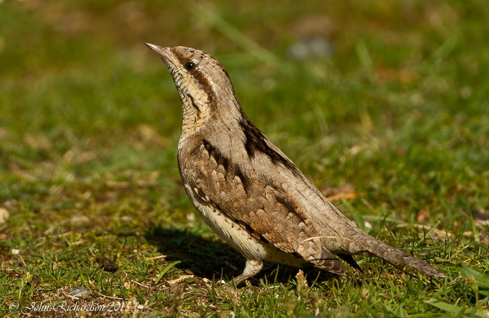Wryneck
