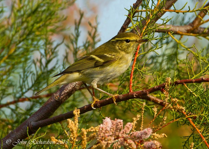 Yellow-browed Warbler