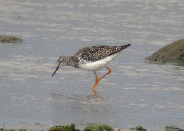 Lesser Yellowlegs