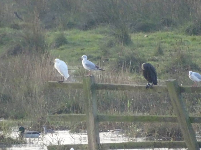 Cattle Egret