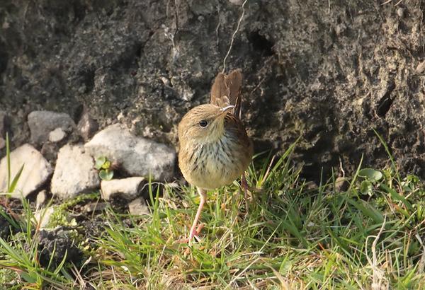 Lanceolated Warbler