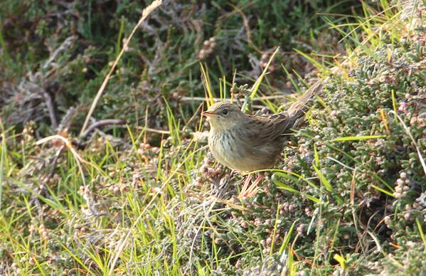 Lanceolated Warbler