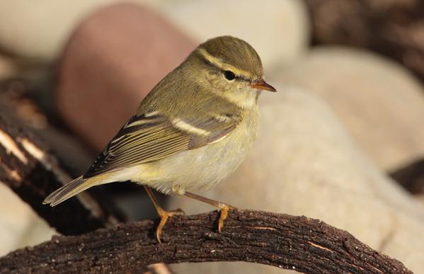 Yellow-browed Warbler