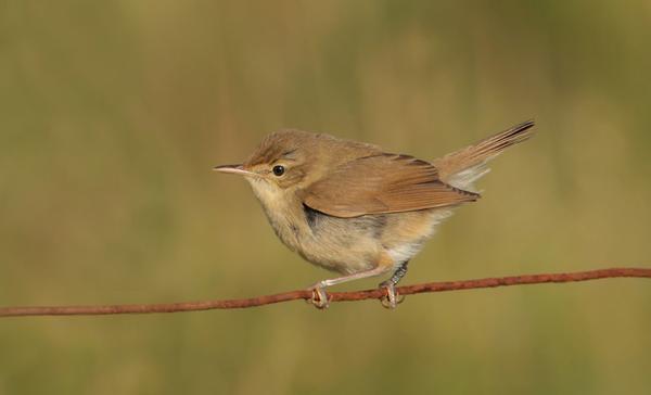 Blyth's Reed Warbler