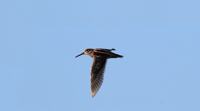 Jack Snipe