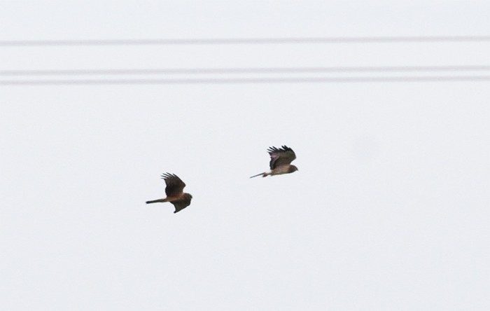 Northern Harrier