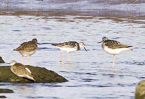 Lesser Yellowlegs