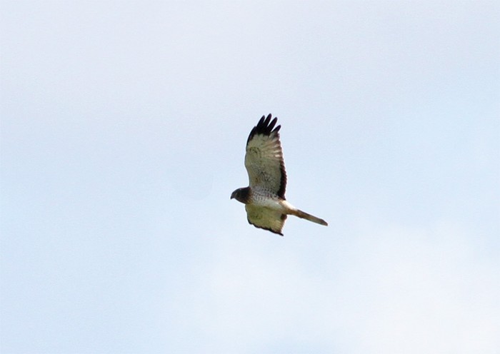 Northern Harrier