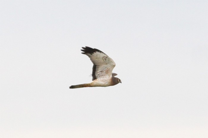 Northern Harrier