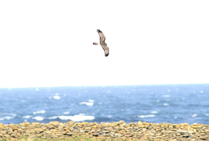 Northern Harrier