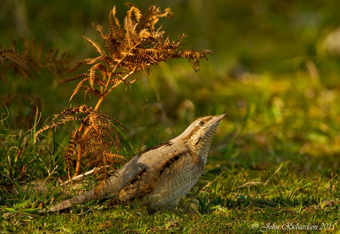 Wryneck