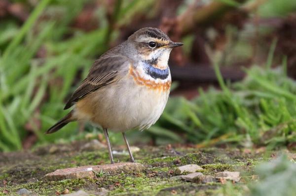 Bluethroat