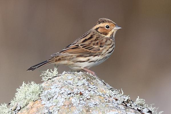 Little Bunting