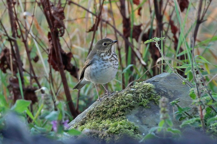 Swainson's Thrush