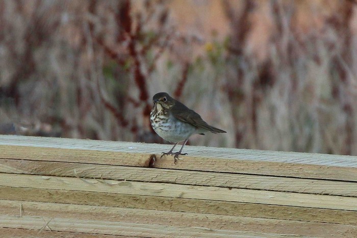 Swainson's Thrush