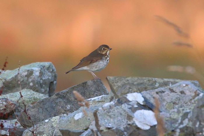 Swainson's Thrush