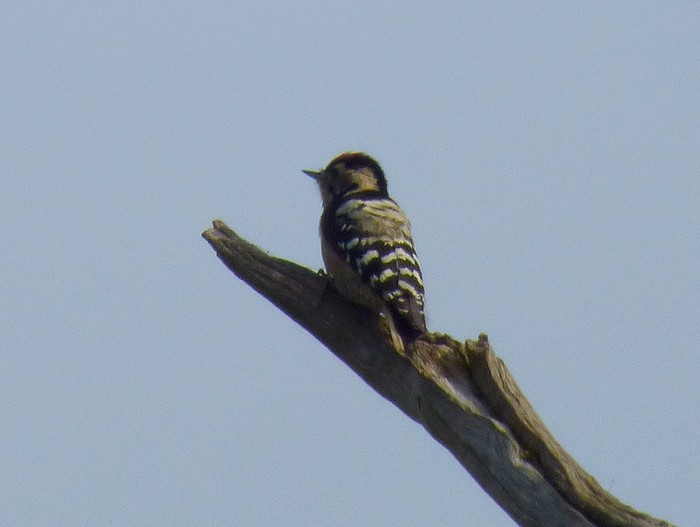 Lesser Spotted Woodpecker