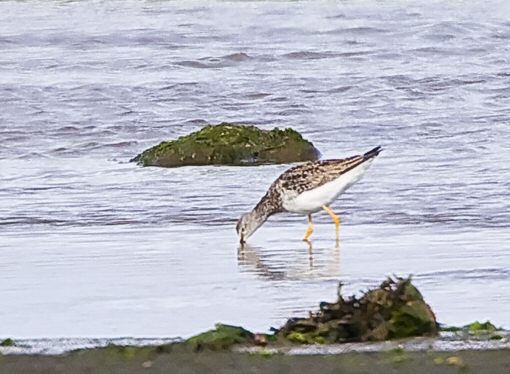 Lesser Yellowlegs