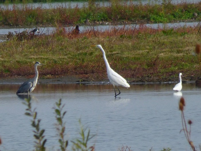 Great White Egret