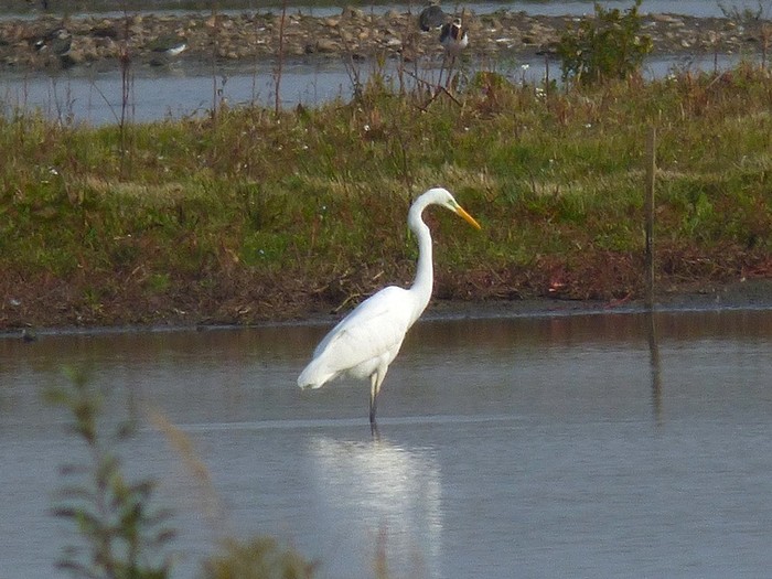 Great White Egret
