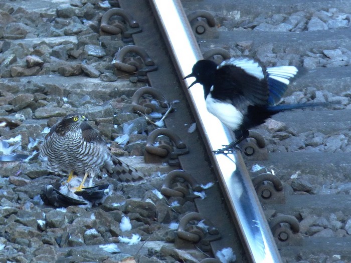 Sparrowhawk