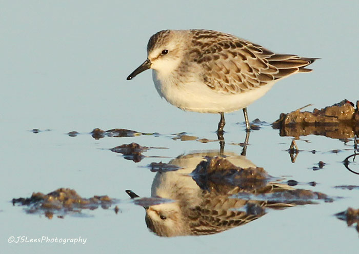 Semipalmated Sandpiper