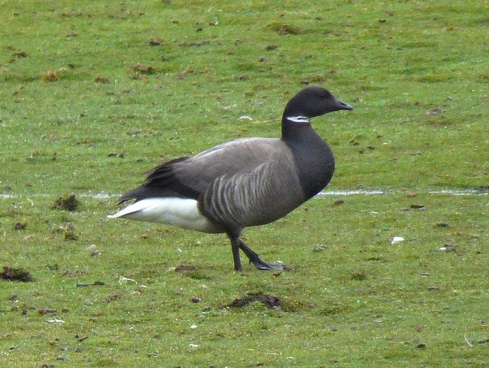 Dark-bellied Brent Goose