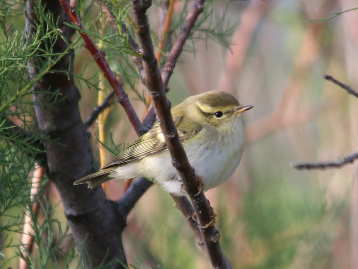 Yellow-browed Warbler