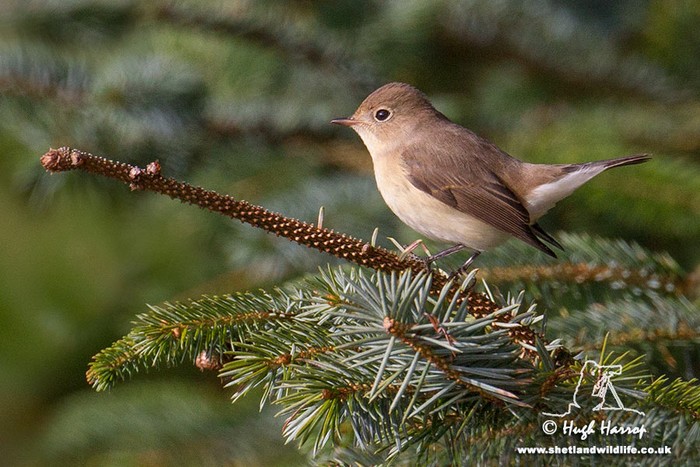Red-breasted Flycatcher