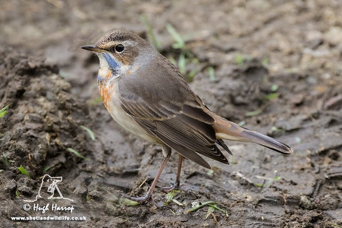 Bluethroat