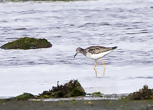 Lesser Yellowlegs