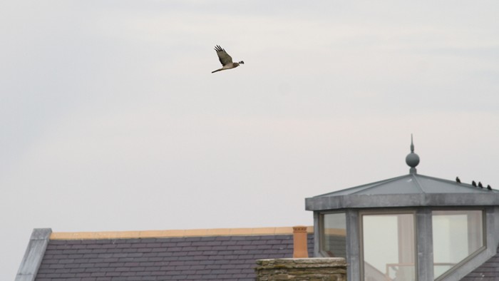 Northern Harrier