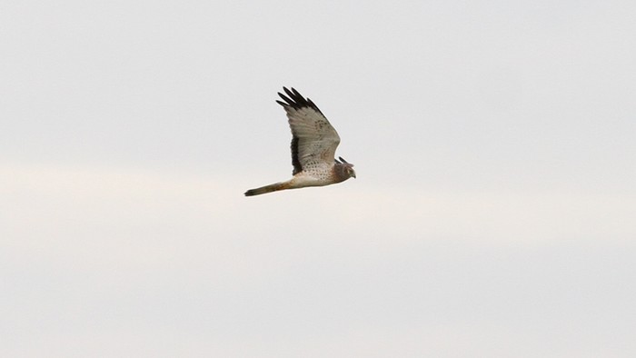 Northern Harrier